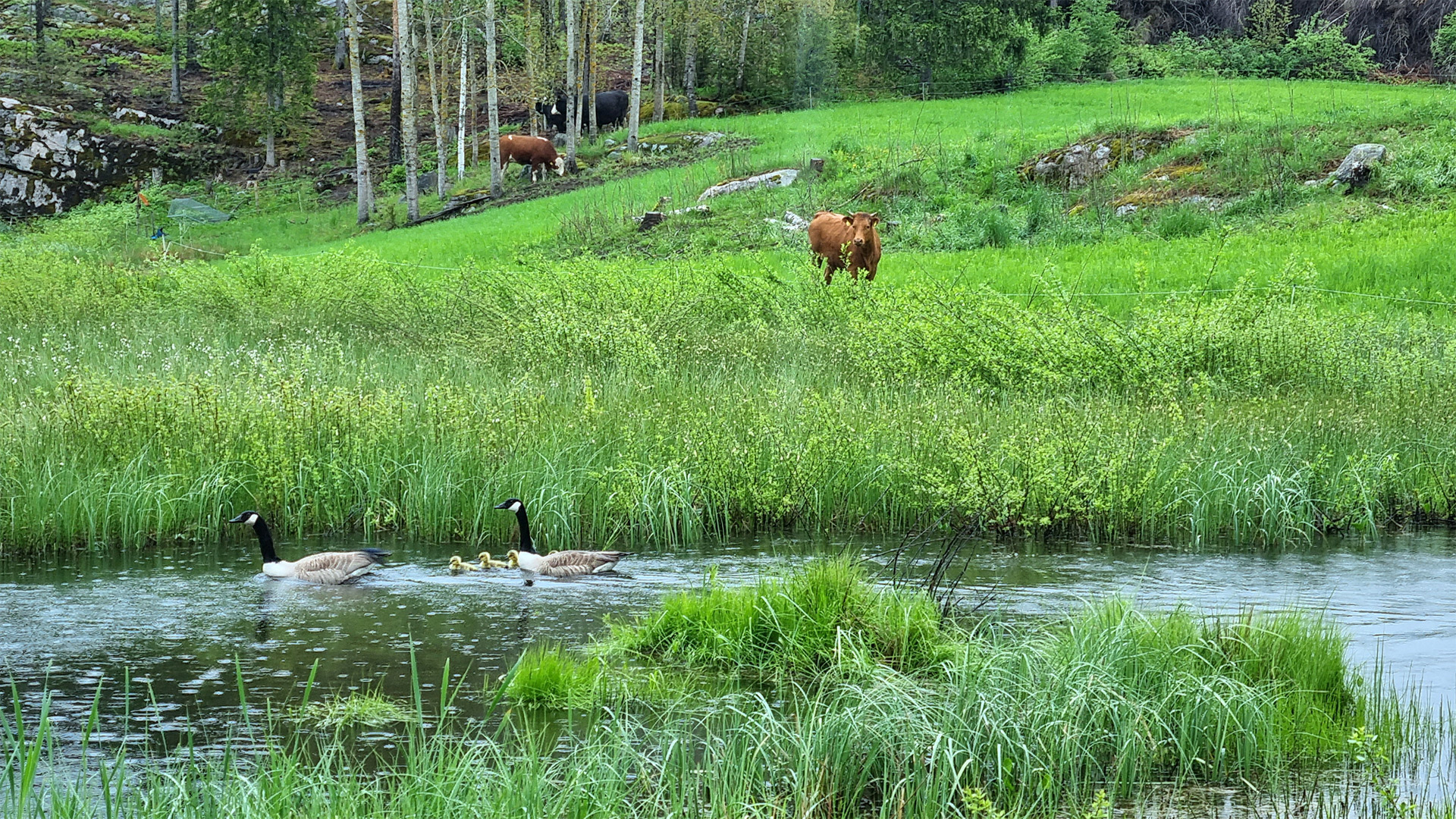 Hanhipoikue uimassa kosteikolla, jonka reunamilla laiduntaa lehmiä.