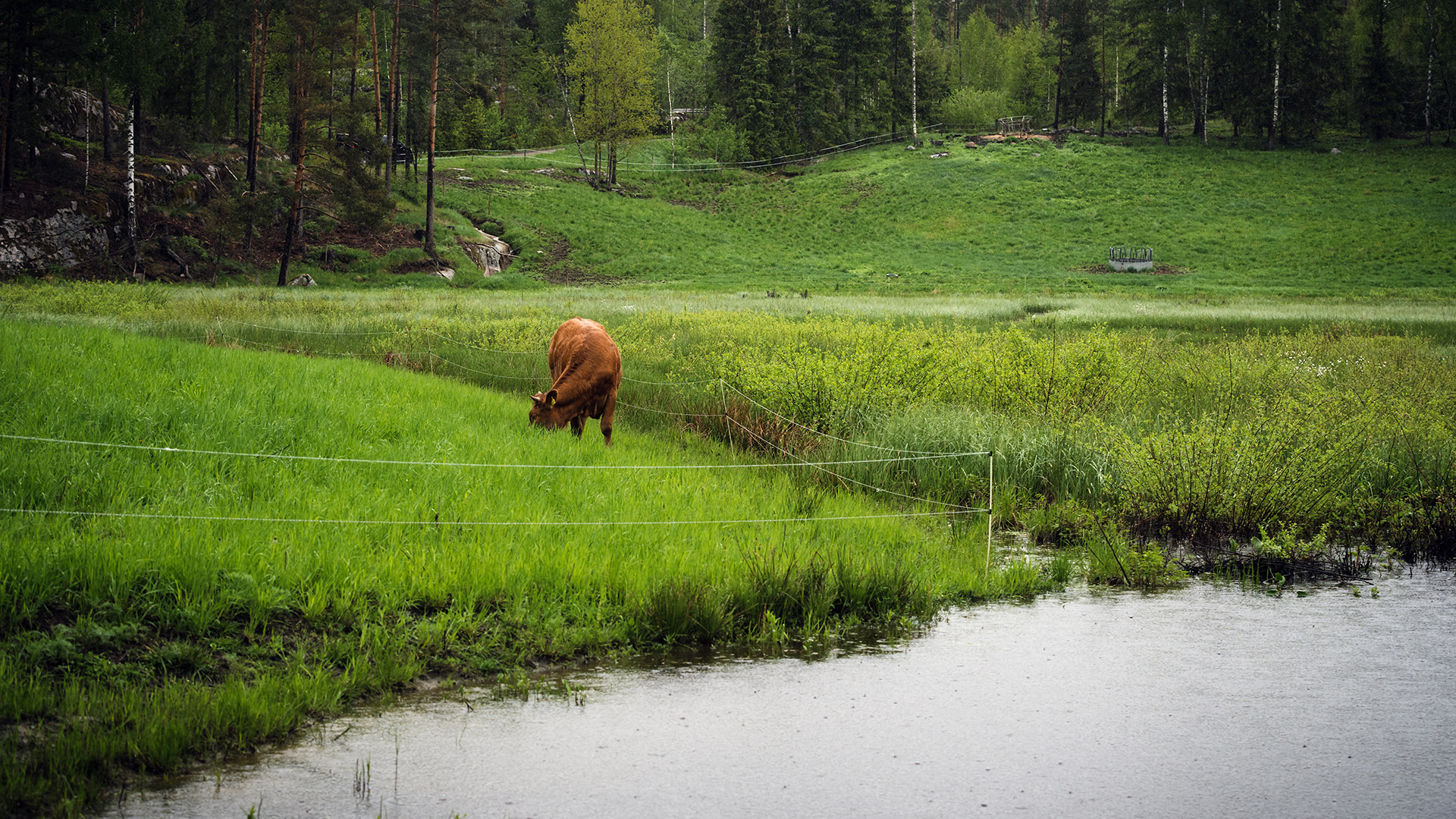 A cow on a meadow next to water. 