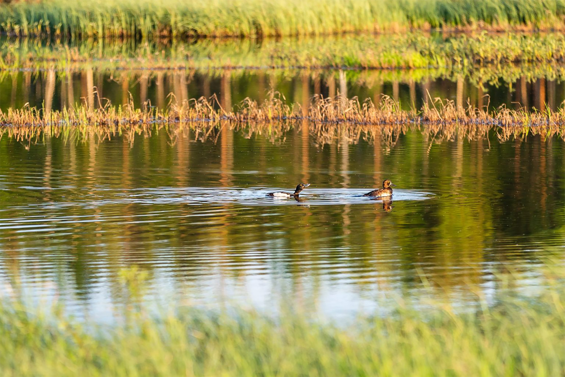 Waterfowl swimming. 