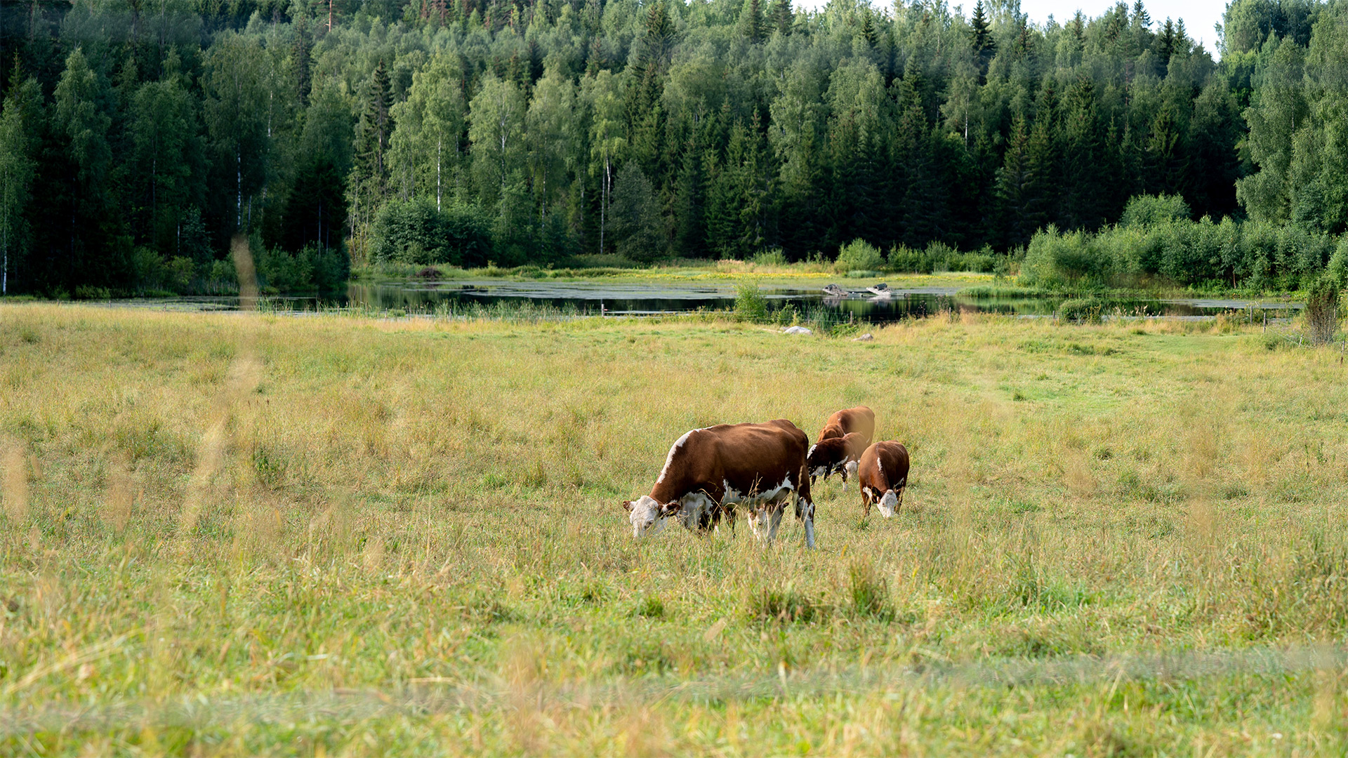En boskapshjord betar i närheten av ett vattenområde. 