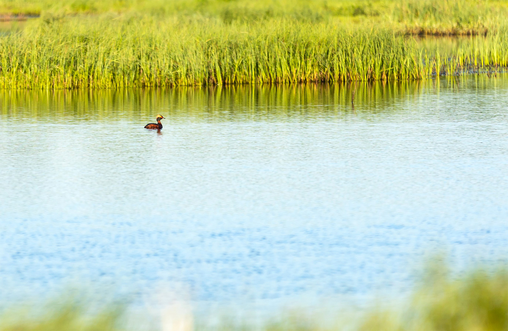 En svarthakedopping simmar i en våtmark.