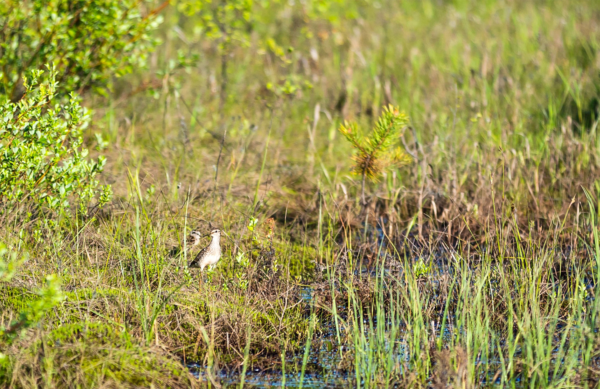 En vadarhona med sina ungar i en våtmark.