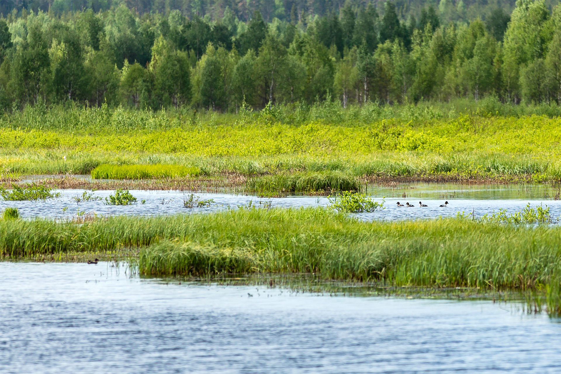 En frodig våtmark med växelvis växtlighet och vatten. I landskapet syns flera olika sjöfågelarter.