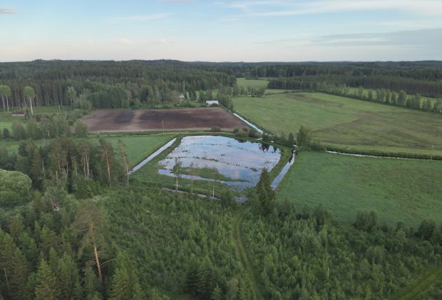 Koivulehden kosteikko heinäkuussa 2025
