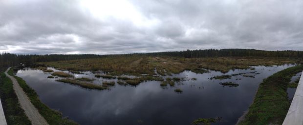 Panoraamakuva kosteikosta. 