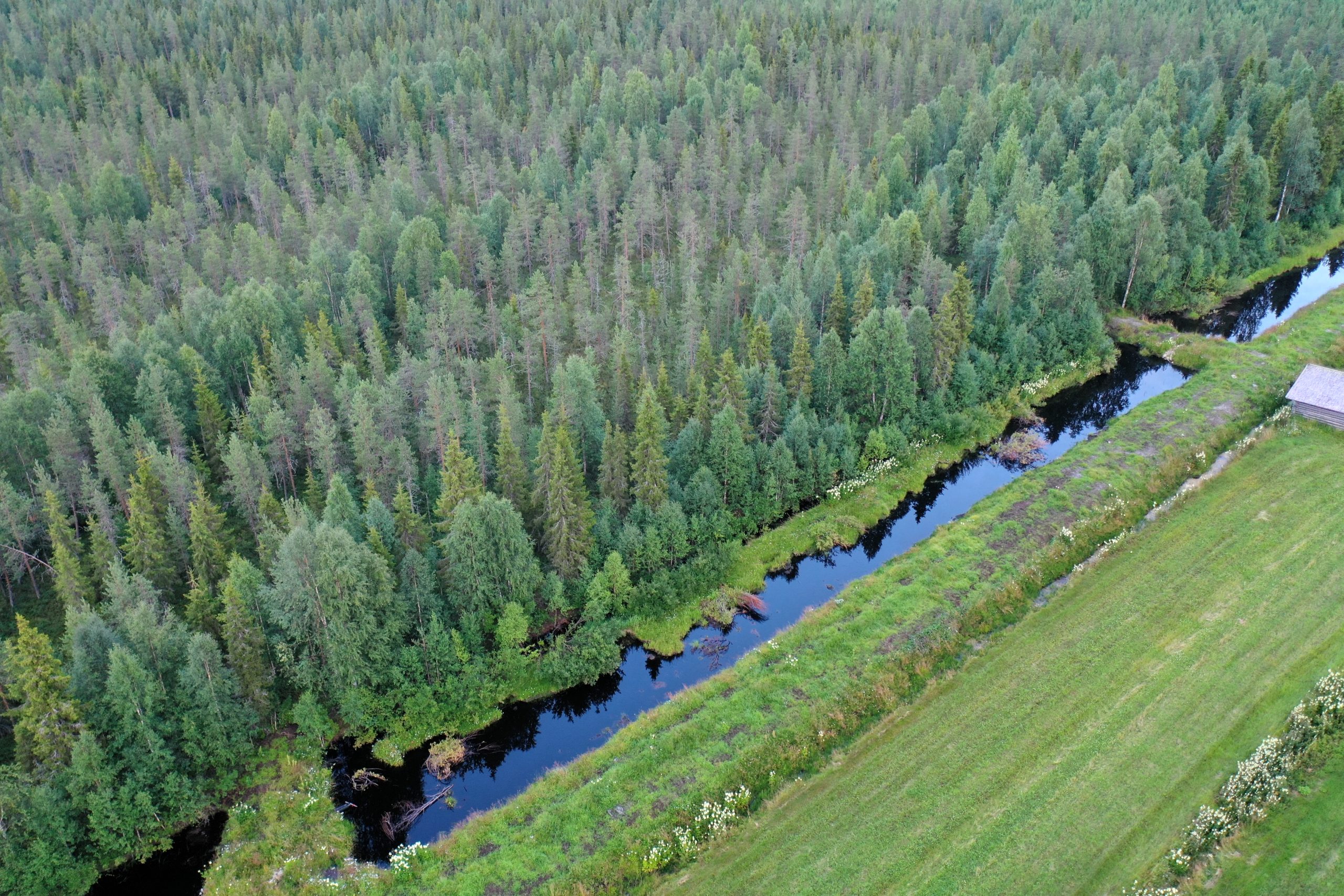 Ilmakuva kosteikosta.