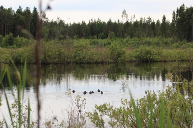 Taveja kosteikolla.