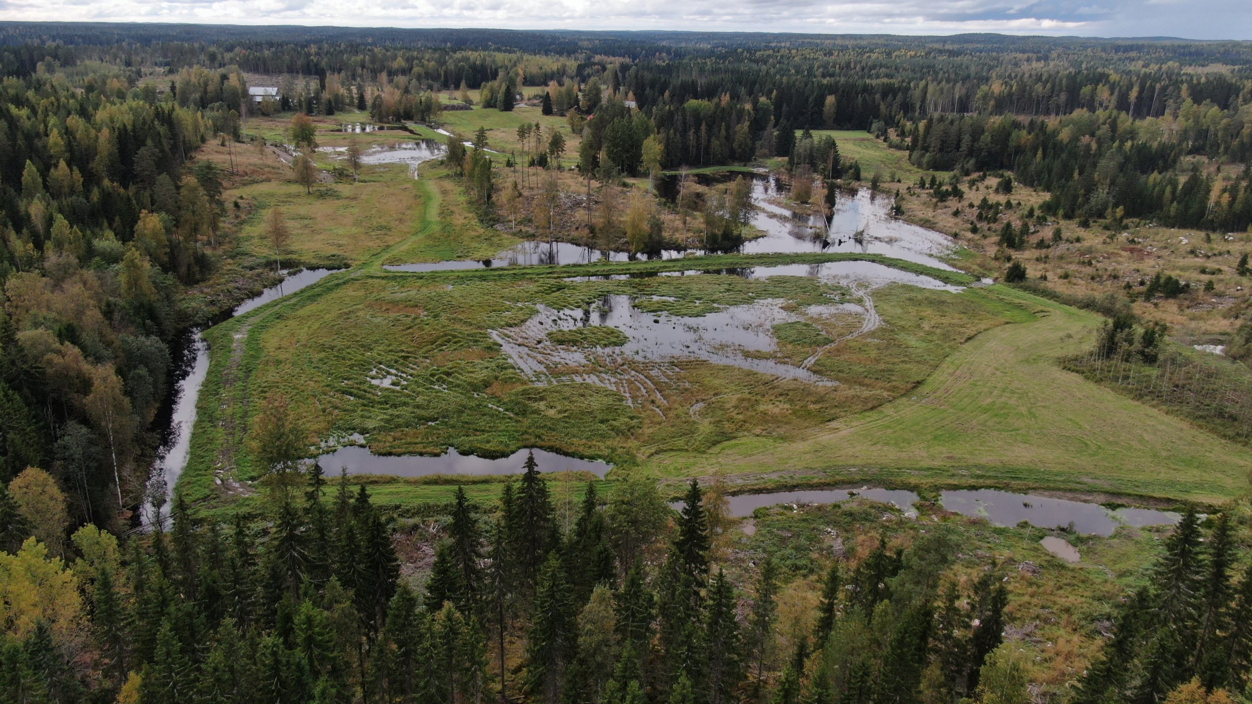 Wetland
